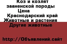 Коз и козлят зааненской породы › Цена ­ 5 000 - Краснодарский край Животные и растения » Другие животные   